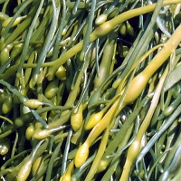 Ascophyllum nodosum (brunatnica, algi brunatne)