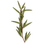 melaleuca - drzewko herbaciane