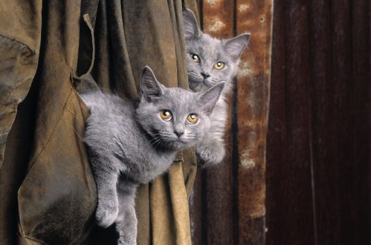 Toksoplazmoza: koty a ciąża