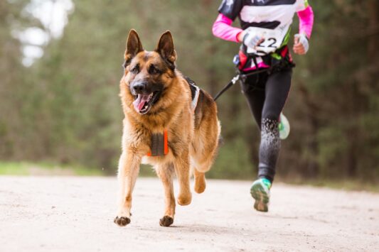 Canicross, czyli wspólne bieganie z psem