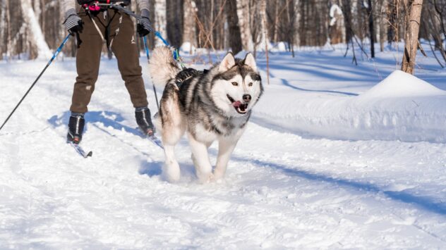 Skijoring, czyli białe szaleństwo – pies najlepszym kompanem na nartach