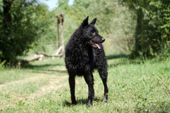 Owczarek Chorwacki - pies wszechstronnie uzdolniony