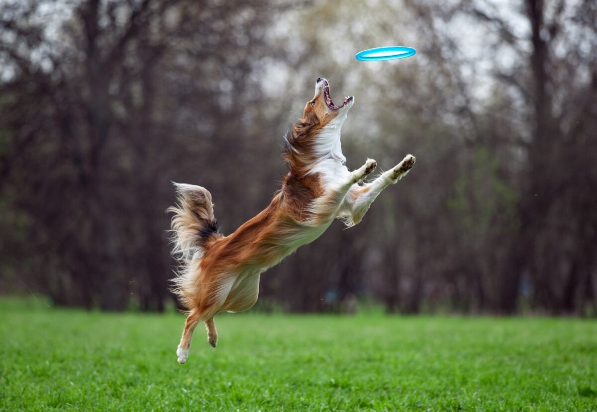 Dog frisbee - wyjątkowo słodka historia latających psów