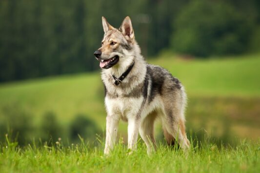 Wilczak czechosłowacki - w połowie pies, w połowie wilk