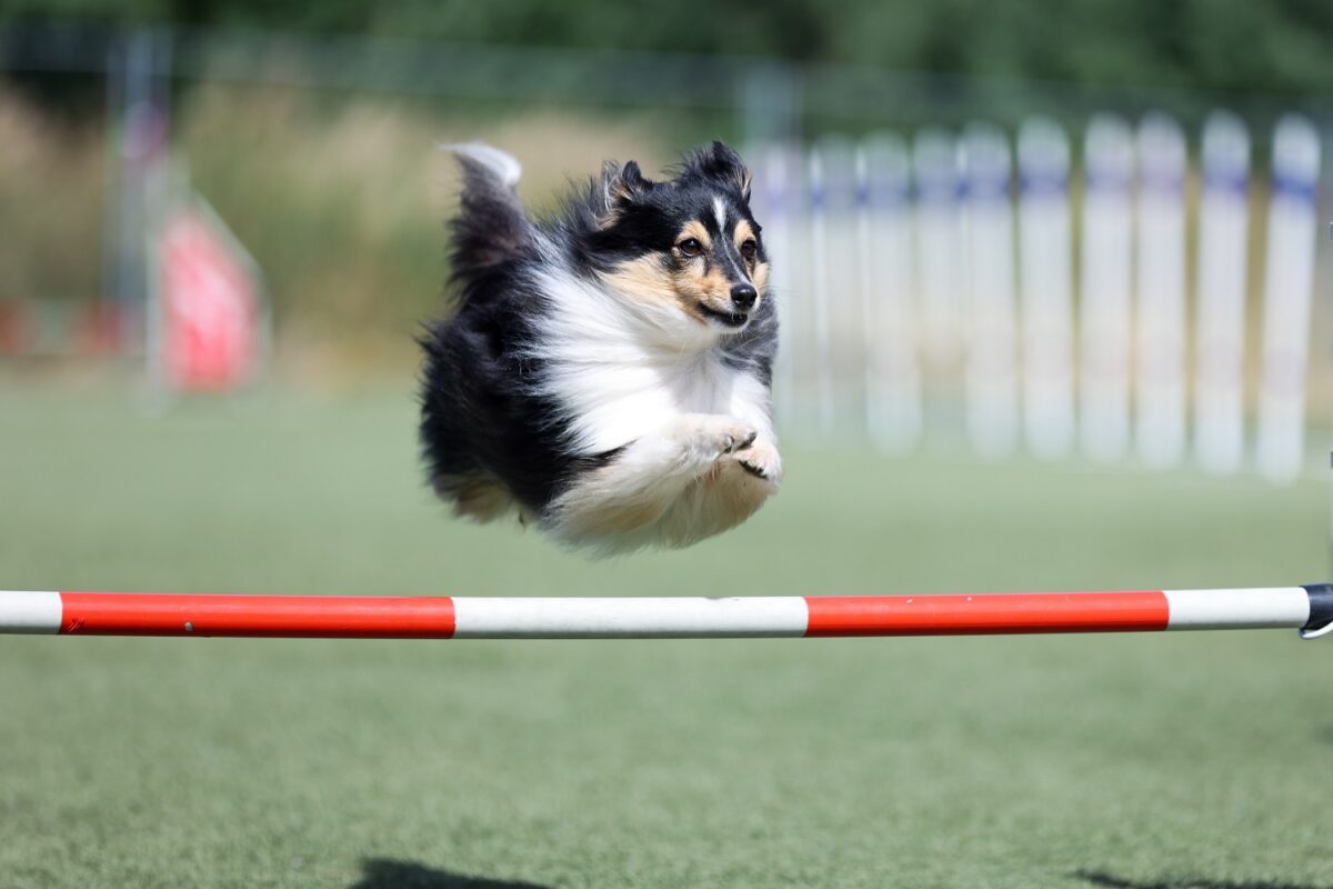 Psie sporty - który będzie idealny dla Ciebie i Twojego psa?