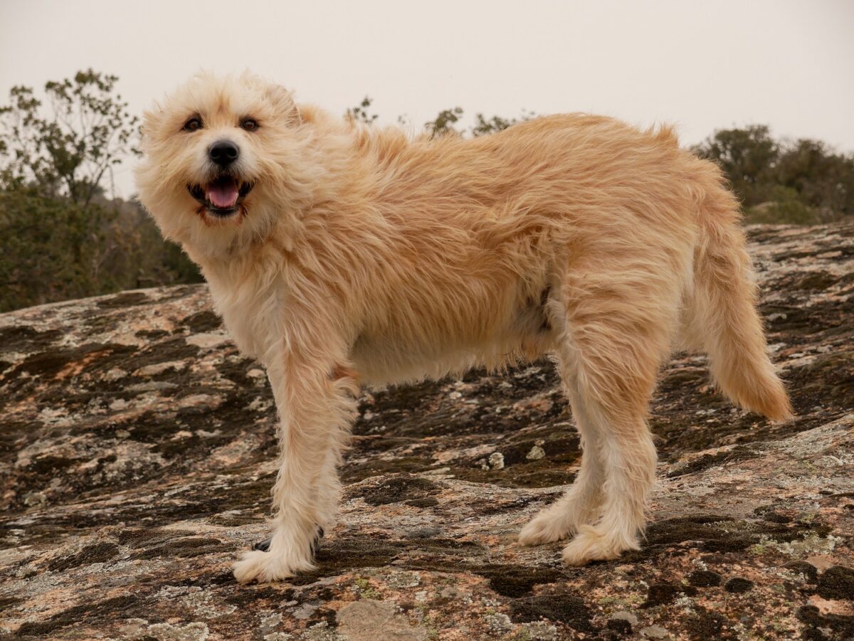Holenderski smoushond -dżentelmeński pies powozowy