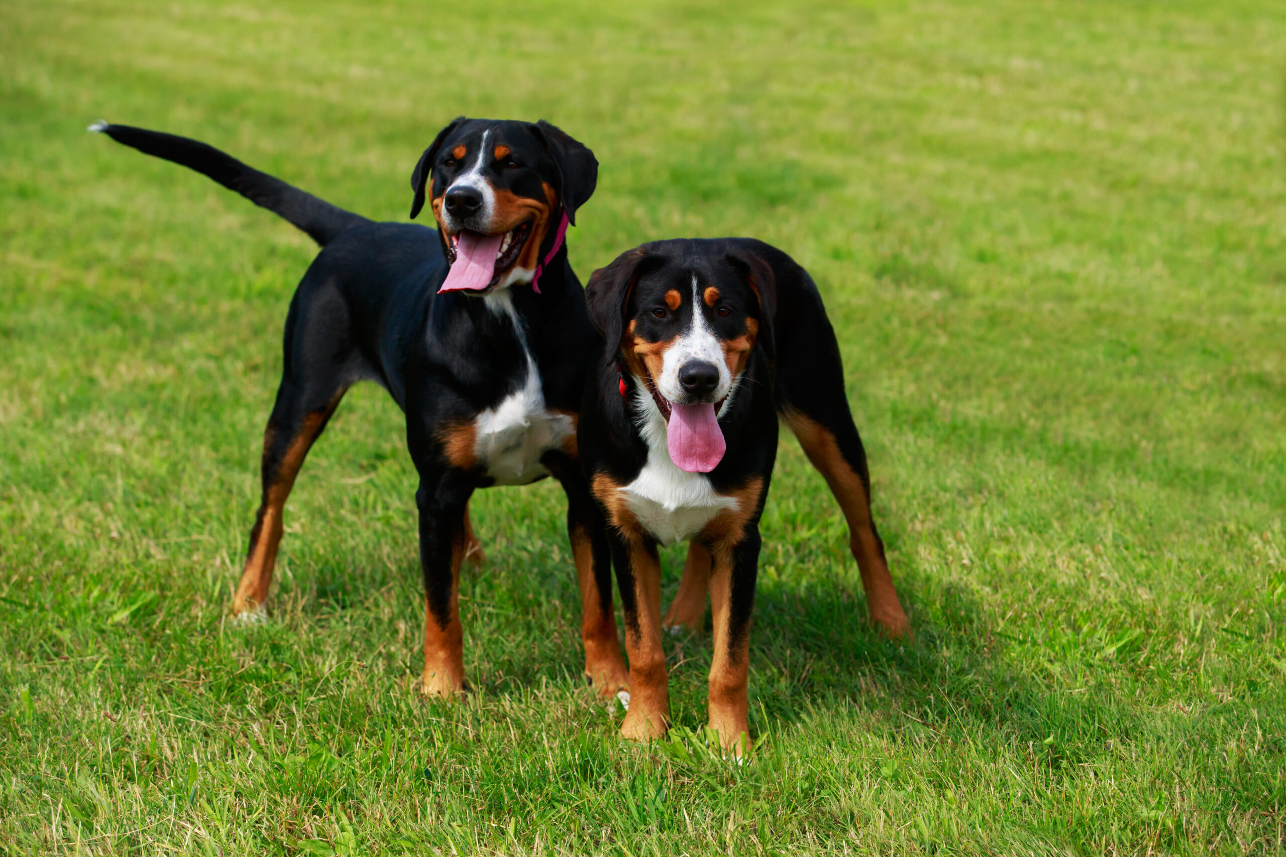 Szwajcarski pies pasterski - Appenzeller Sennenhund - SklepzKarmami.pl