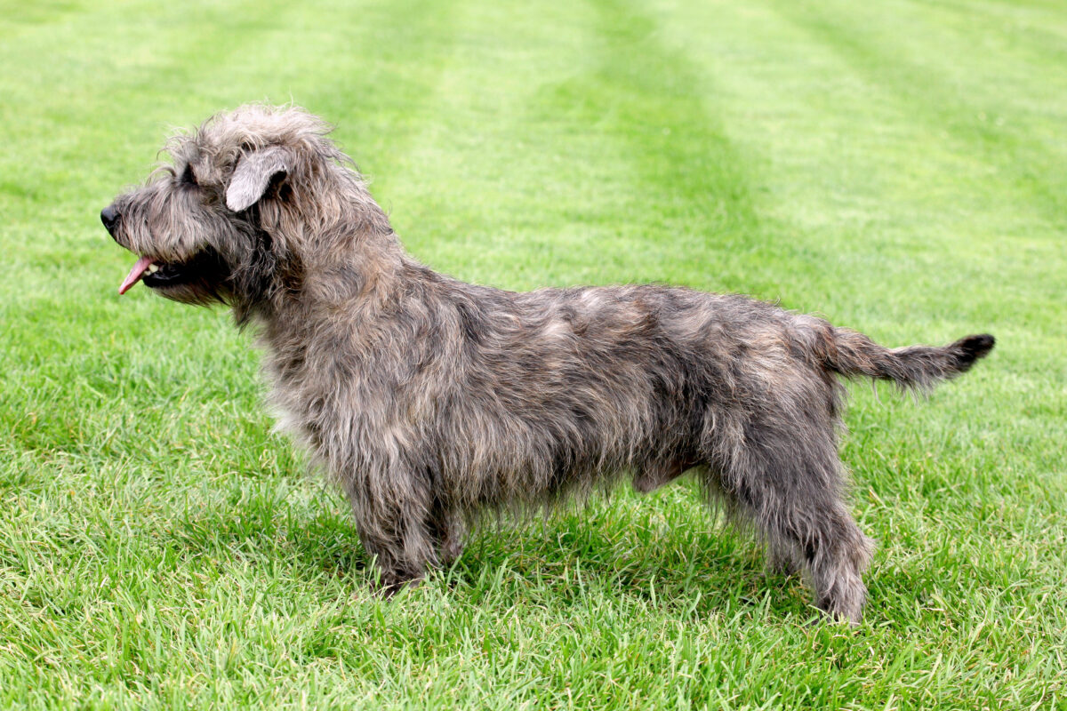Irish Glen of Imaal terrier