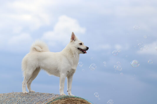 Buhund norweski - pies Wikingów